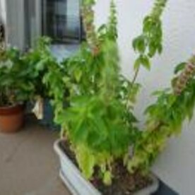 簡単便利 何にでも使えるバジルペースト レシピ 作り方 By Mayachka 楽天レシピ 簡単便利 何にでも使えるバジルペースト レシピ 作り方 By Mayachka 楽天レシピ